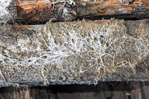 Filaments mycéliens de mérule sur une poutre en bois 
